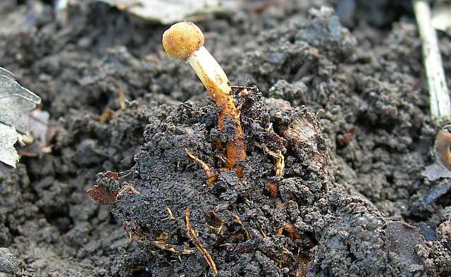 La valle dei funghi sconosciuti